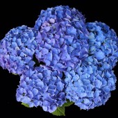 Гортензия Hydrangea Jip Blue